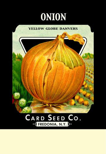 Onion - Yellow Globe Danvers 12x18 Giclee on canvas