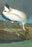 Wood Stork 12x18 Giclee on canvas