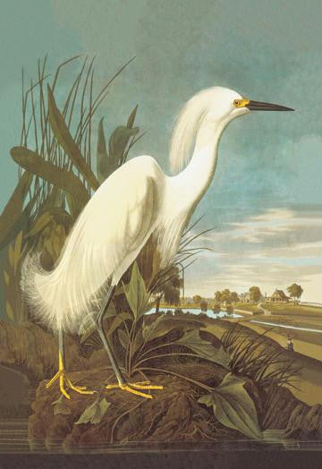 Snowy Egret 12x18 Giclee on canvas