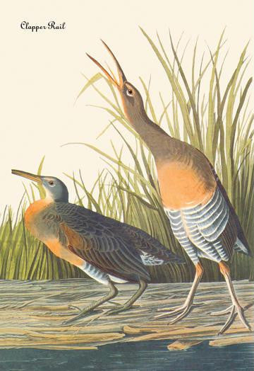 Clapper Rail 12x18 Giclee on canvas