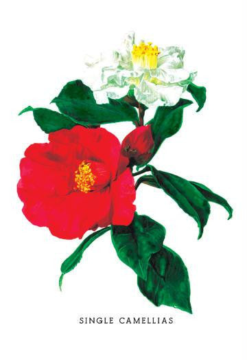 Single Camellias 12x18 Giclee on canvas