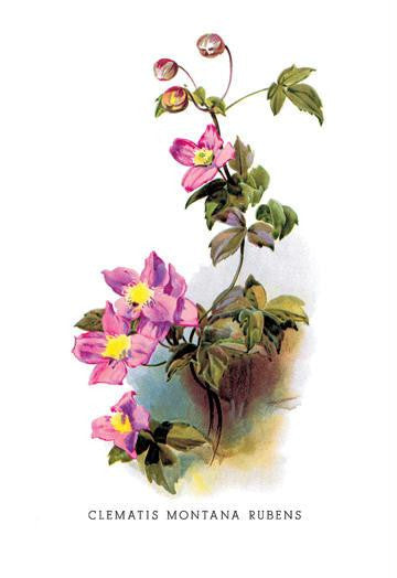 Clematis Montana Rubens 12x18 Giclee on canvas