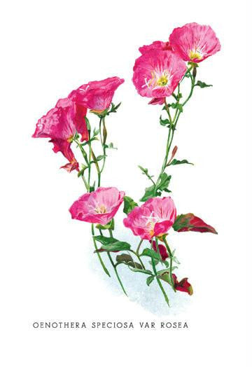 Oenothera Speciosa Var Rosea 12x18 Giclee on canvas