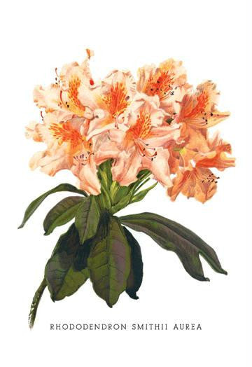 Rhododendron Smithii Aurea 12x18 Giclee on canvas