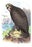 Gray  or Sea Eagle 12x18 Giclee on canvas