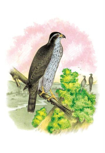 The Ash-Colored or Black-Cap Hawk 12x18 Giclee on canvas