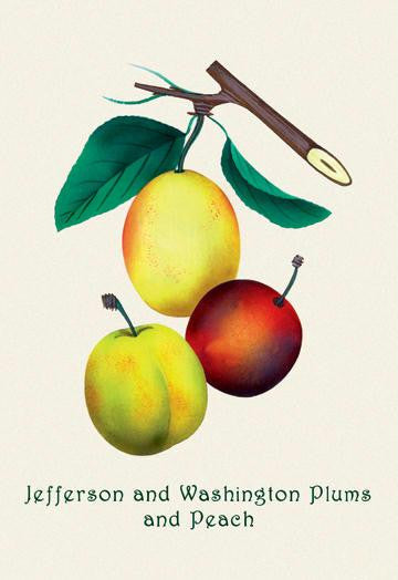 Jefferson and Washington Plums and Peach 12x18 Giclee on canvas