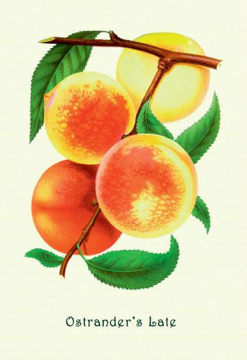 Ostrander&#39;s Late Peaches 12x18 Giclee on canvas