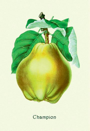 Champion Pears 12x18 Giclee on canvas