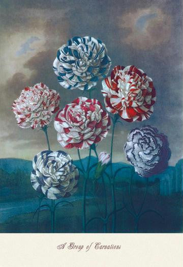 A Group of Carnations 12x18 Giclee on canvas