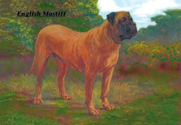 English Mastiff Champion 12x18 Giclee on canvas