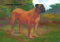 English Mastiff Champion 12x18 Giclee on canvas