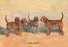 Otter Hounds 12x18 Giclee on canvas