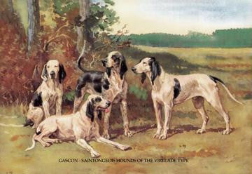 Gascon-Saintongeois Hounds of the Virelade Type 12x18 Giclee on canvas