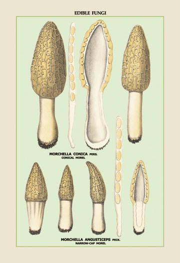 Edible Fungi: Morels 12x18 Giclee on canvas