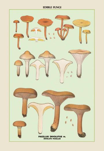 Edible Fungi: Involute Paxillus 12x18 Giclee on canvas