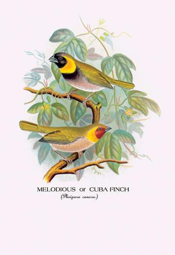 Melodious or Cuba Finch 12x18 Giclee on canvas