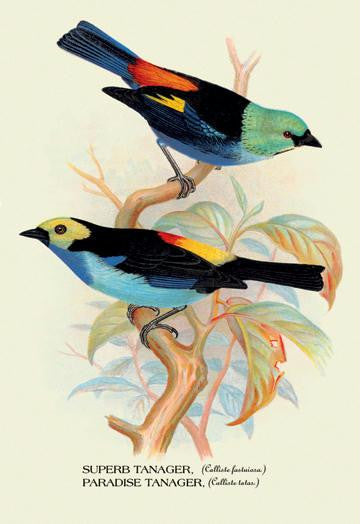 Superb Tanager; Paradise Tanager 12x18 Giclee on canvas