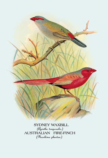 Sydney Waxbill; Australian Fire-Finch 12x18 Giclee on canvas