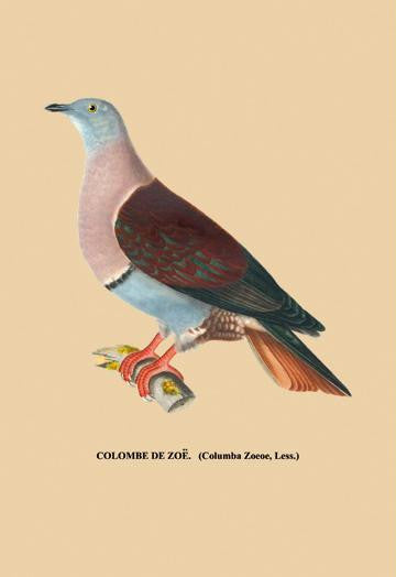 Colombe de Zoe 12x18 Giclee on canvas