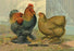 Partridge Cochins 12x18 Giclee on canvas