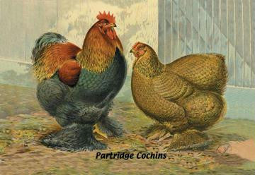 Partridge Cochins 12x18 Giclee on canvas