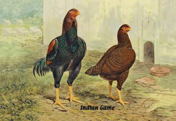 Indian Game (Chickens) 12x18 Giclee on canvas