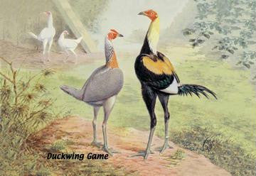 Duckwing Game (Chickens) 12x18 Giclee on canvas