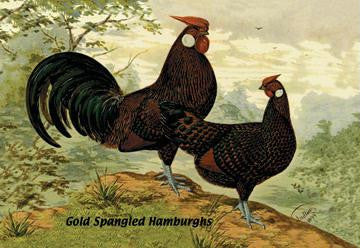 Gold Spangled Hamburghs 12x18 Giclee on canvas