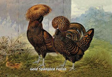 Gold Spangled Polish (Chickens) 12x18 Giclee on canvas