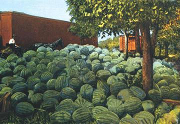 Watermelons 12x18 Giclee on canvas