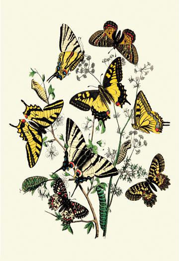 Butterflies: P. Podaliris  P. Alexanor  et al. 12x18 Giclee on canvas