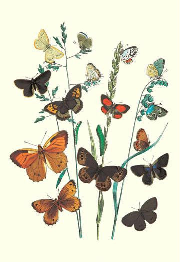 Butterflies: L. Roboris  P. Orion  et al. 12x18 Giclee on canvas