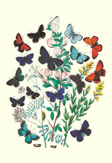 Butterflies: P. Euphemus  P. Cyllarus  et al. 12x18 Giclee on canvas