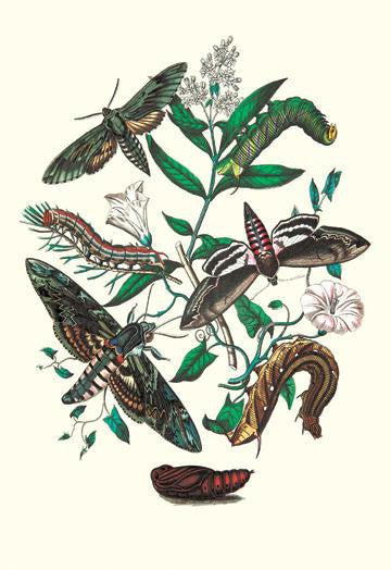 Moths: S. Pinastri  S. Convolvuli  S. Lingustri 12x18 Giclee on canvas