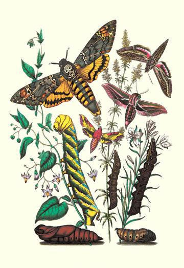 Moths: C. Colerio  C. Elpenor  C. Porcellus 12x18 Giclee on canvas