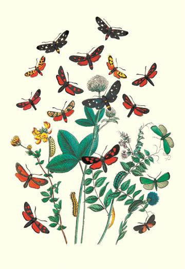 Moths: A. Infausta  I. Globularioe  et al. 12x18 Giclee on canvas