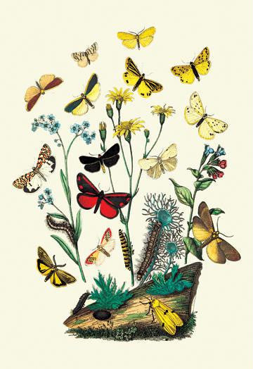 Moths: C. Miniata  S. Aurita  et al. 12x18 Giclee on canvas