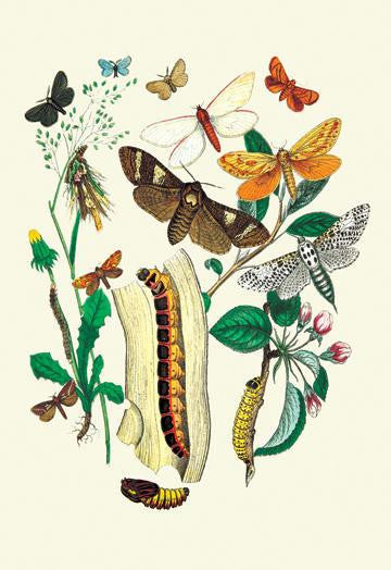 Moths: C. Ligniperda  Z. Aesculi  et al. 12x18 Giclee on canvas