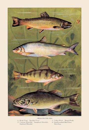 Freshwater Fish 12x18 Giclee on canvas