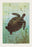 Sea Turtle 12x18 Giclee on canvas