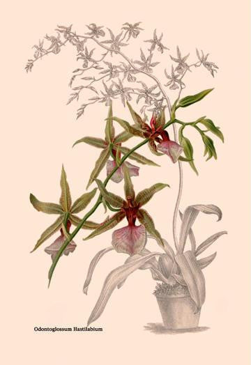 Orchid: Odontoglossum Hastilablum 12x18 Giclee on canvas