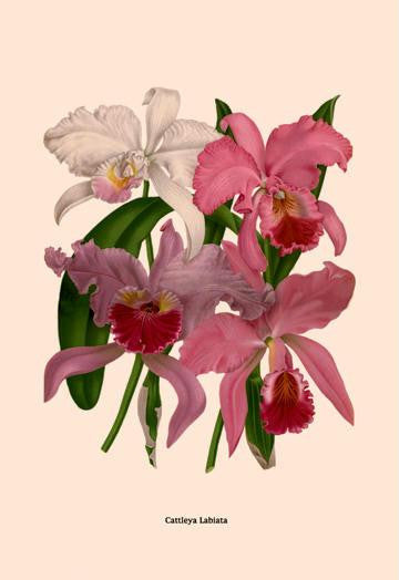 Orchid: Cattleya Labiata 12x18 Giclee on canvas