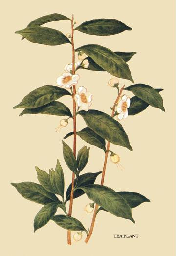 Tea Plant #1 12x18 Giclee on canvas