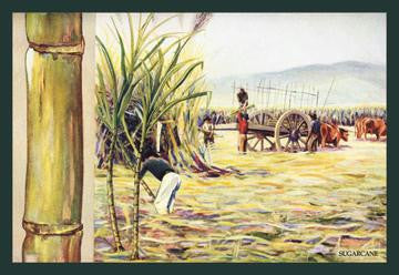 Sugarcane 12x18 Giclee on canvas