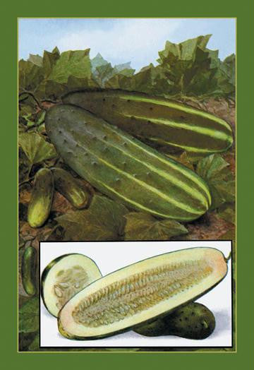 Cucumbers 12x18 Giclee on canvas