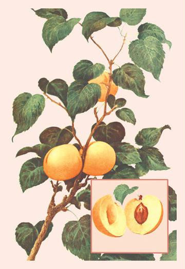 Apricots 12x18 Giclee on canvas