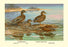 Hawaiian Duck and Oustalet&#39;s Gray Duck 12x18 Giclee on canvas