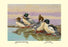 Red-Breasted Merganser and Goosander 12x18 Giclee on canvas