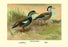 Crested Sheldrake Ducks 12x18 Giclee on canvas